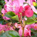 Begonia x semperflorens 'Bayou rose'